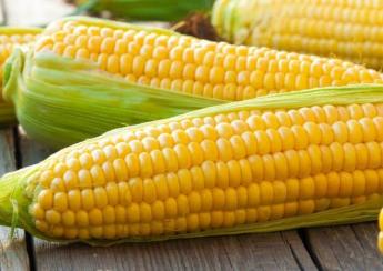 Гибрид кукурузы «Тала»