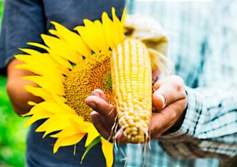 Гібрид Соняшнику Syngenta NK Delphi